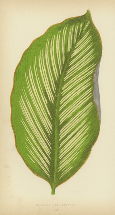 Maranta Alba-Lineata by English School